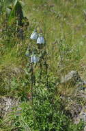 Image of Codonopsis clematidea (Schrenk) C. B. Clarke