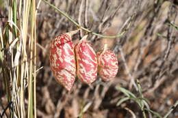 Image de Astragalus ceramicus Sheldon