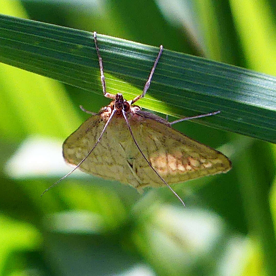 Image of Sitochroa Moth