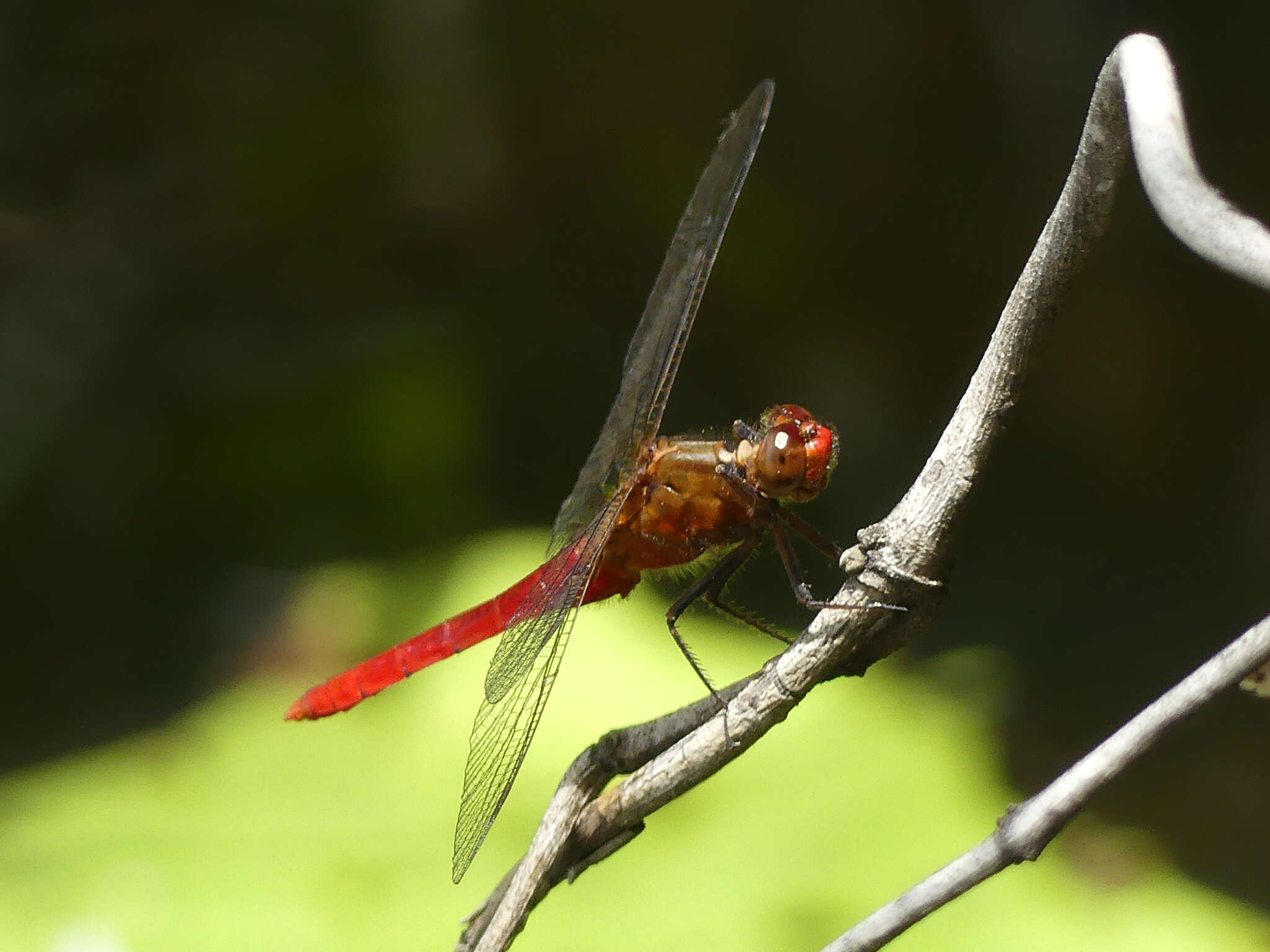 Imagem de Rhodothemis lieftincki Fraser 1954