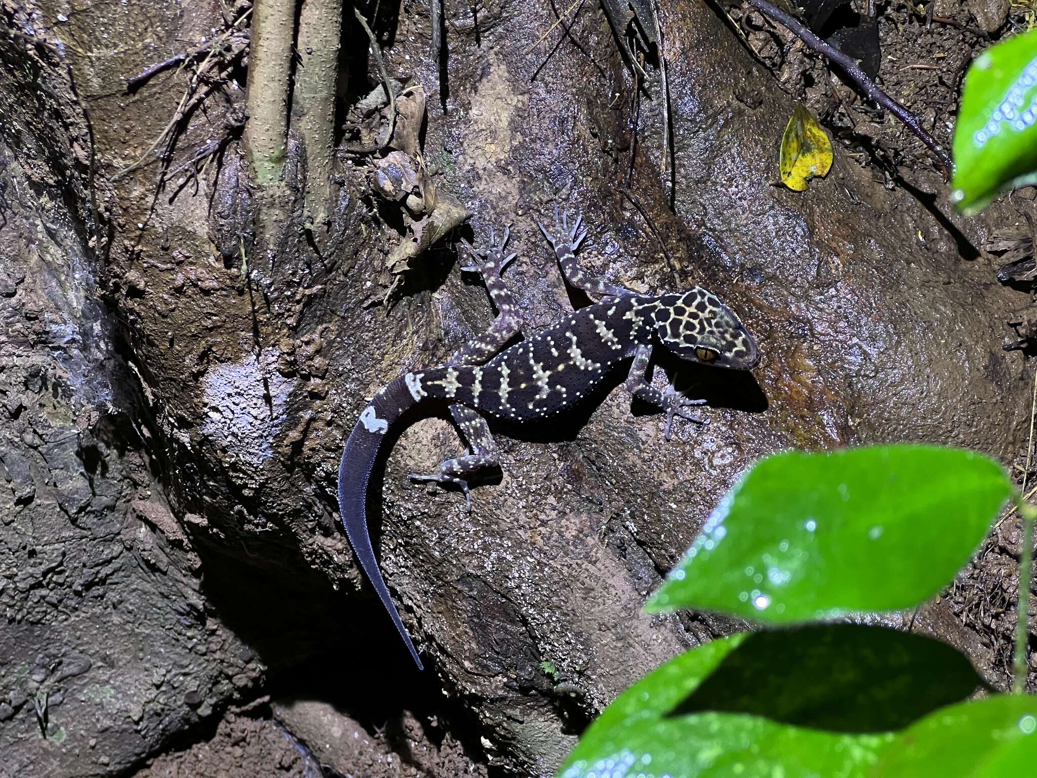 Sivun Cyrtodactylus wayakonei Nguyen, Kingsada, Rösler, Auer & Ziegler 2010 kuva