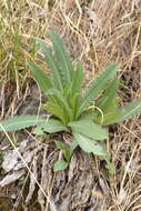 Imagem de Carduus defloratus subsp. summanus (Pollini) Arcang.