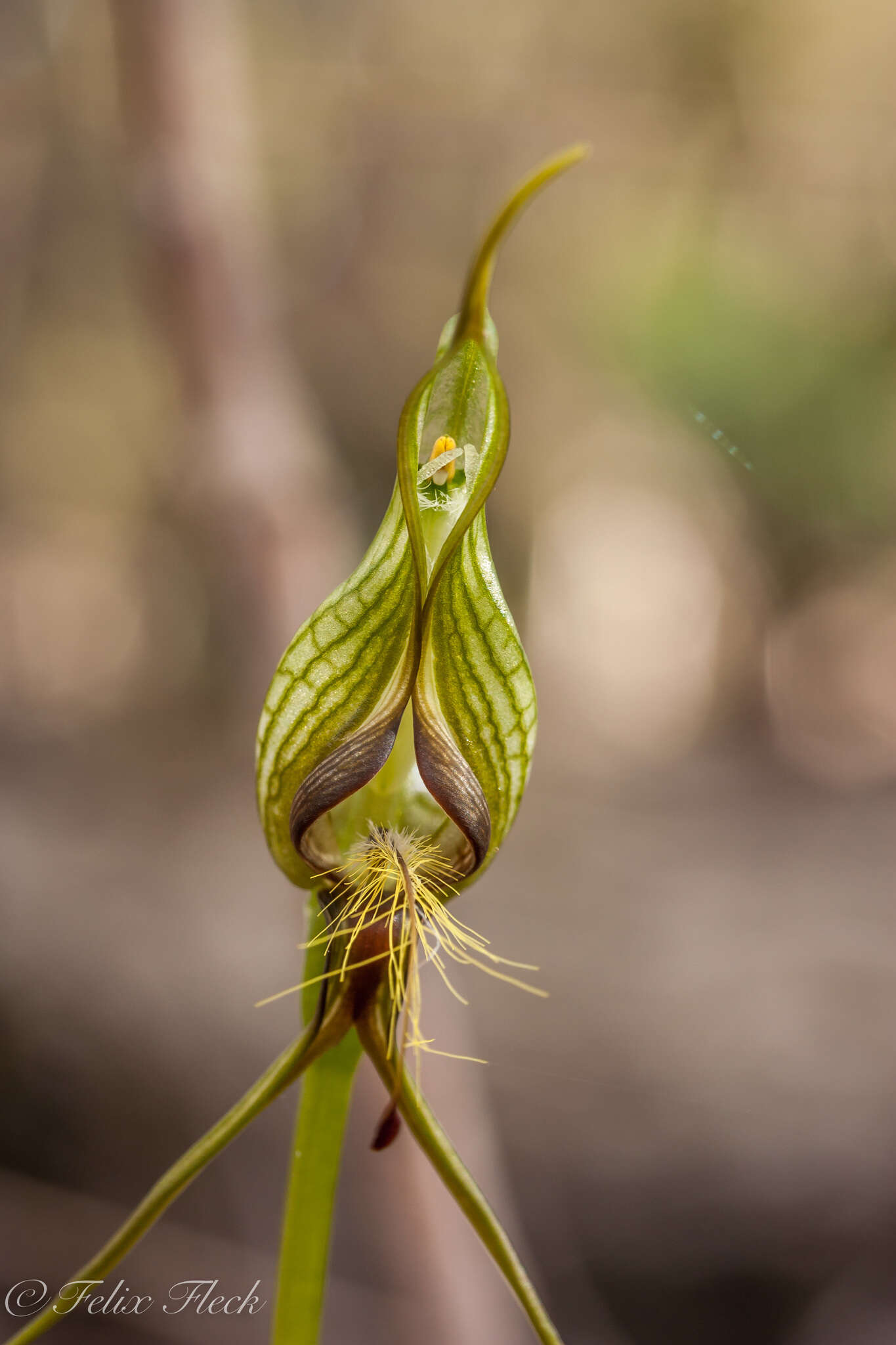 Image of Bird orchid