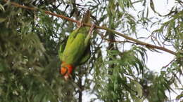 Image of Psittacara holochlorus rubritorquis