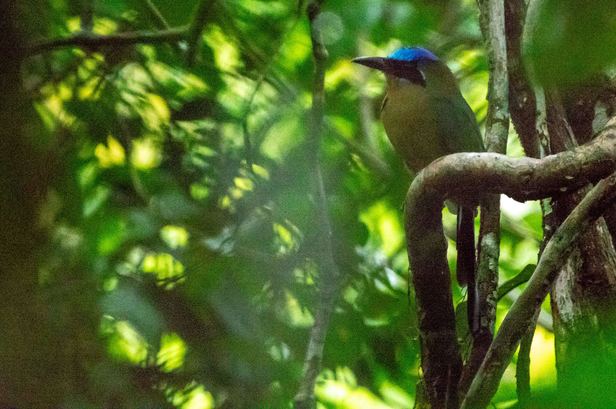 Image of Amazonian Motmot