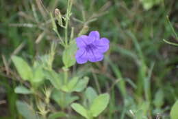 صورة Ruellia nudiflora var. runyonii (Tharp & Barkley) B. L. Turner