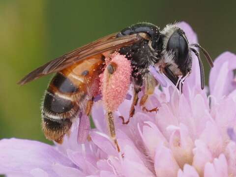 Image of Andrena hattorfiana (Fabricius 1775)