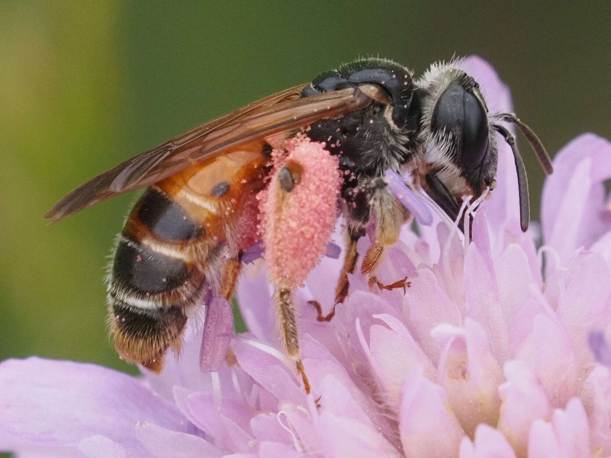 Image of Andrena hattorfiana (Fabricius 1775)