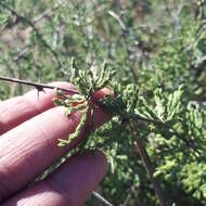 Image of Asparagus capensis L.