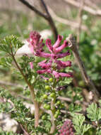 Image of drug fumitory