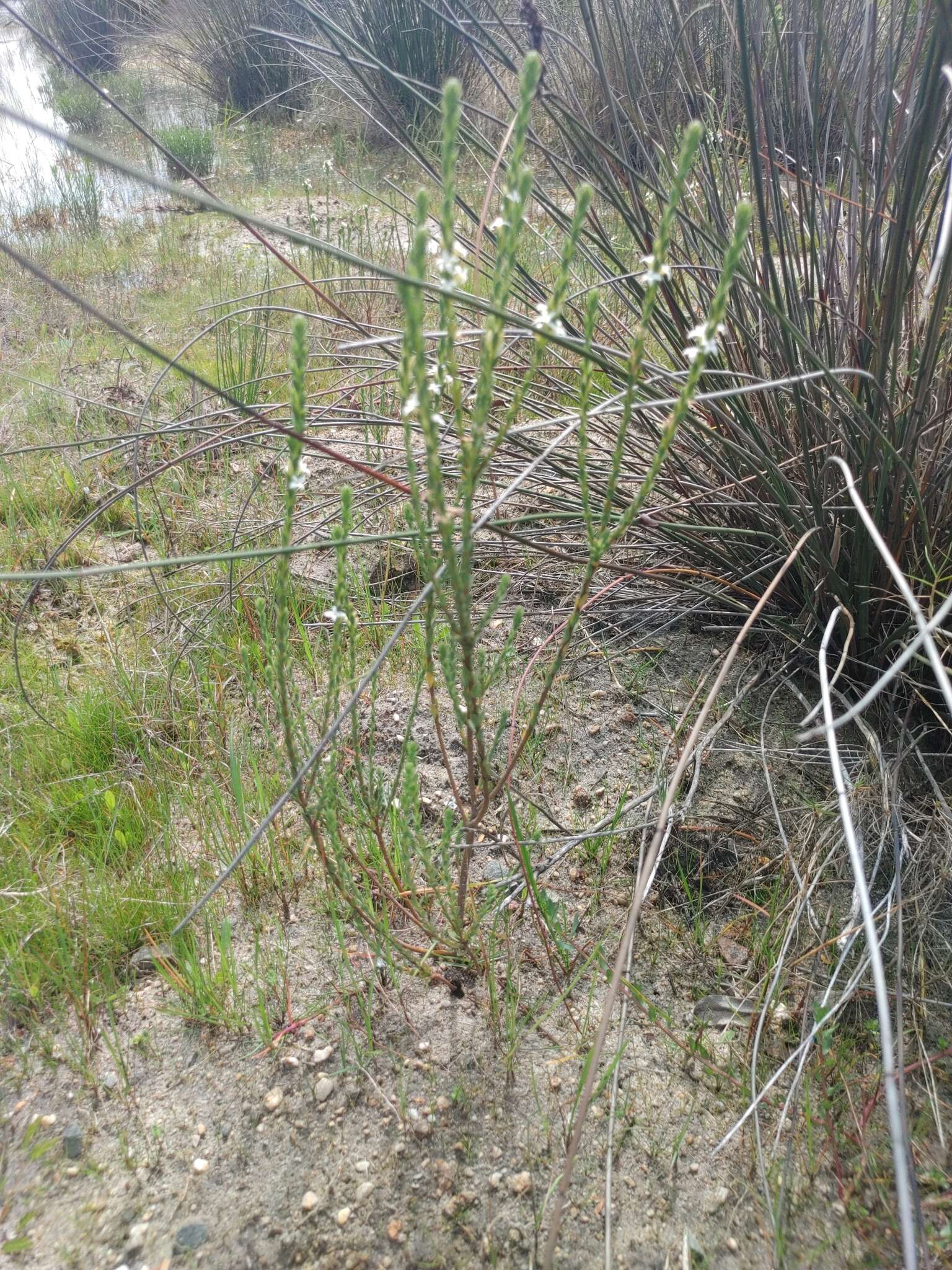 Image of Gnidia spicata (L. fil.) Gilg