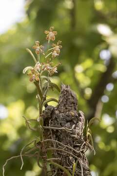 Image of Grey orchid