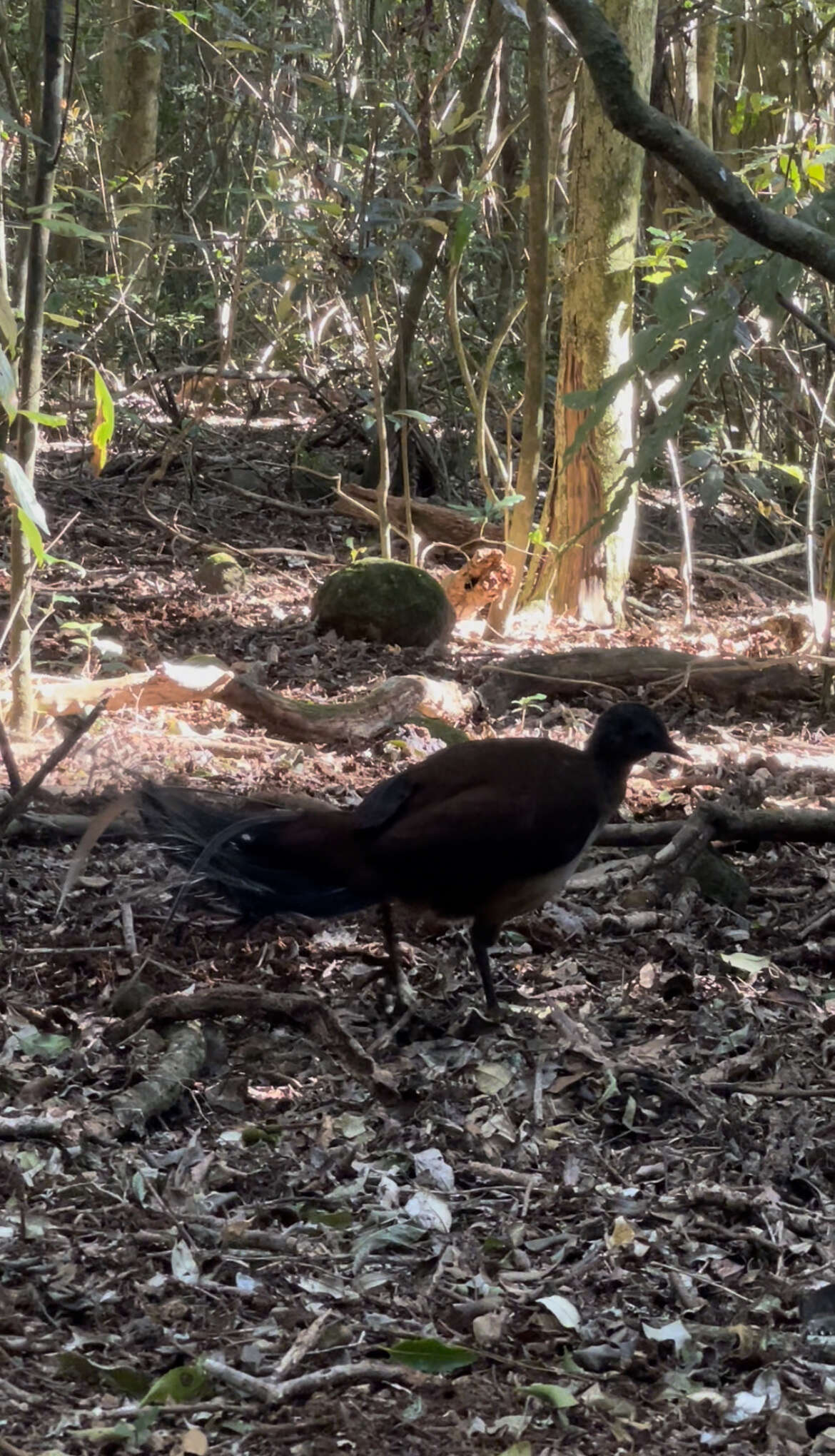 Image of lyrebirds