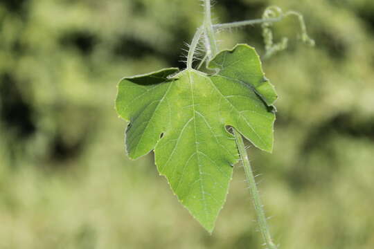 Image of Schizocarpum