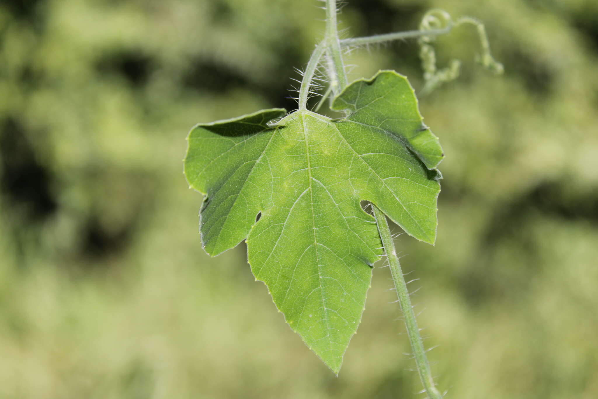 Image of Schizocarpum