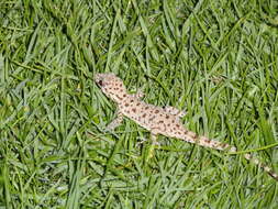 Image of Keeled Gecko