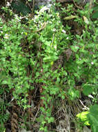 Imagem de Coprosma rhamnoides A. Cunn.