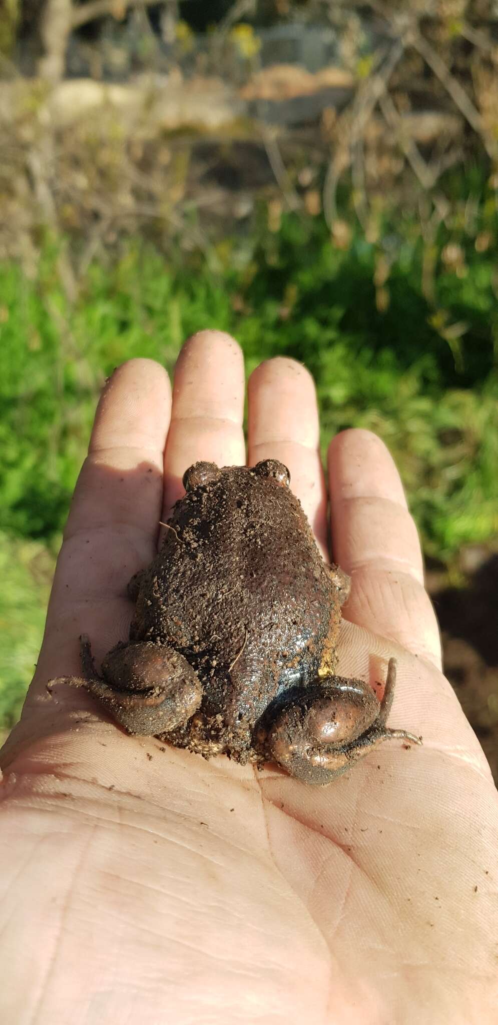 Image of Giant Banjo Frog