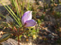 Cheiranthera alternifolia E. M. Bennett resmi