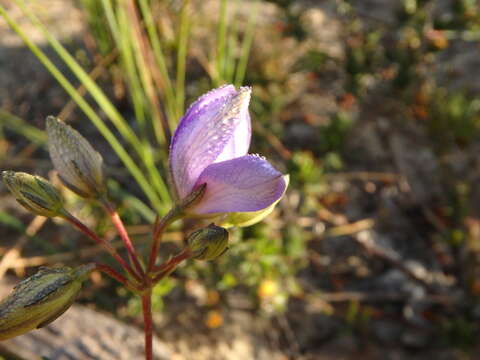 Image de Cheiranthera alternifolia E. M. Bennett