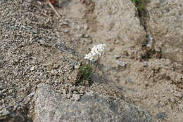 Image of Draba ussuriensis Pohle