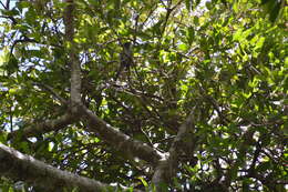 Image of Eungella Honeyeater