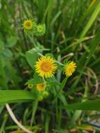 Image of Inula japonica Thunb.