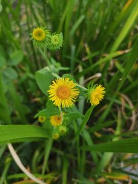 Imagem de Inula japonica Thunb.