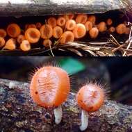 Image of Cookeina tricholoma (Mont.) Kuntze 1891