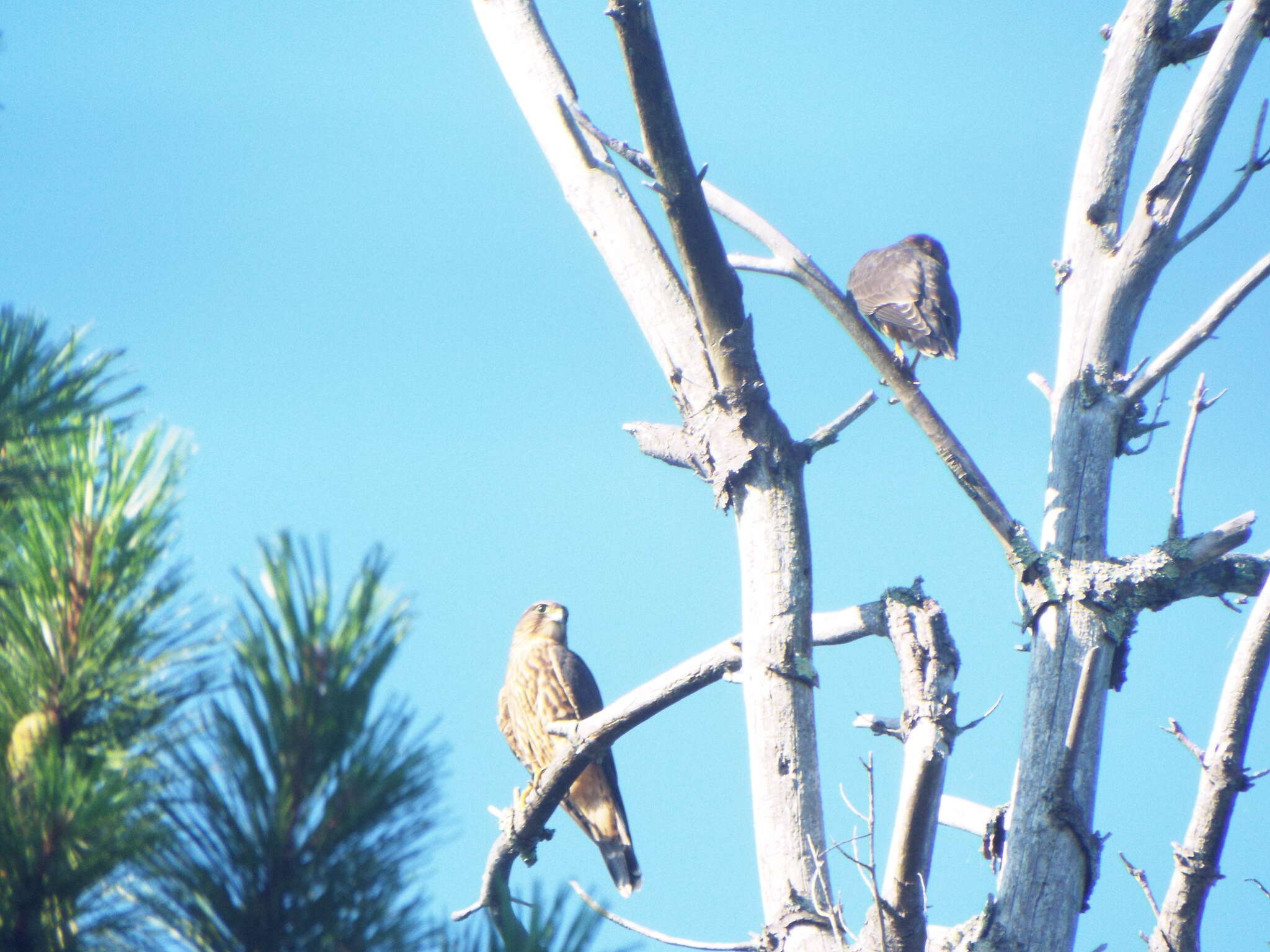 Image of Falco columbarius columbarius Linnaeus 1758