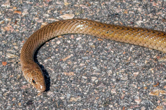 Image of Olive Whip Snake