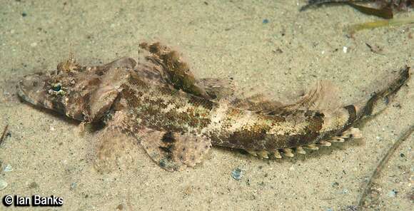 Image of Fringe-eyed flathead