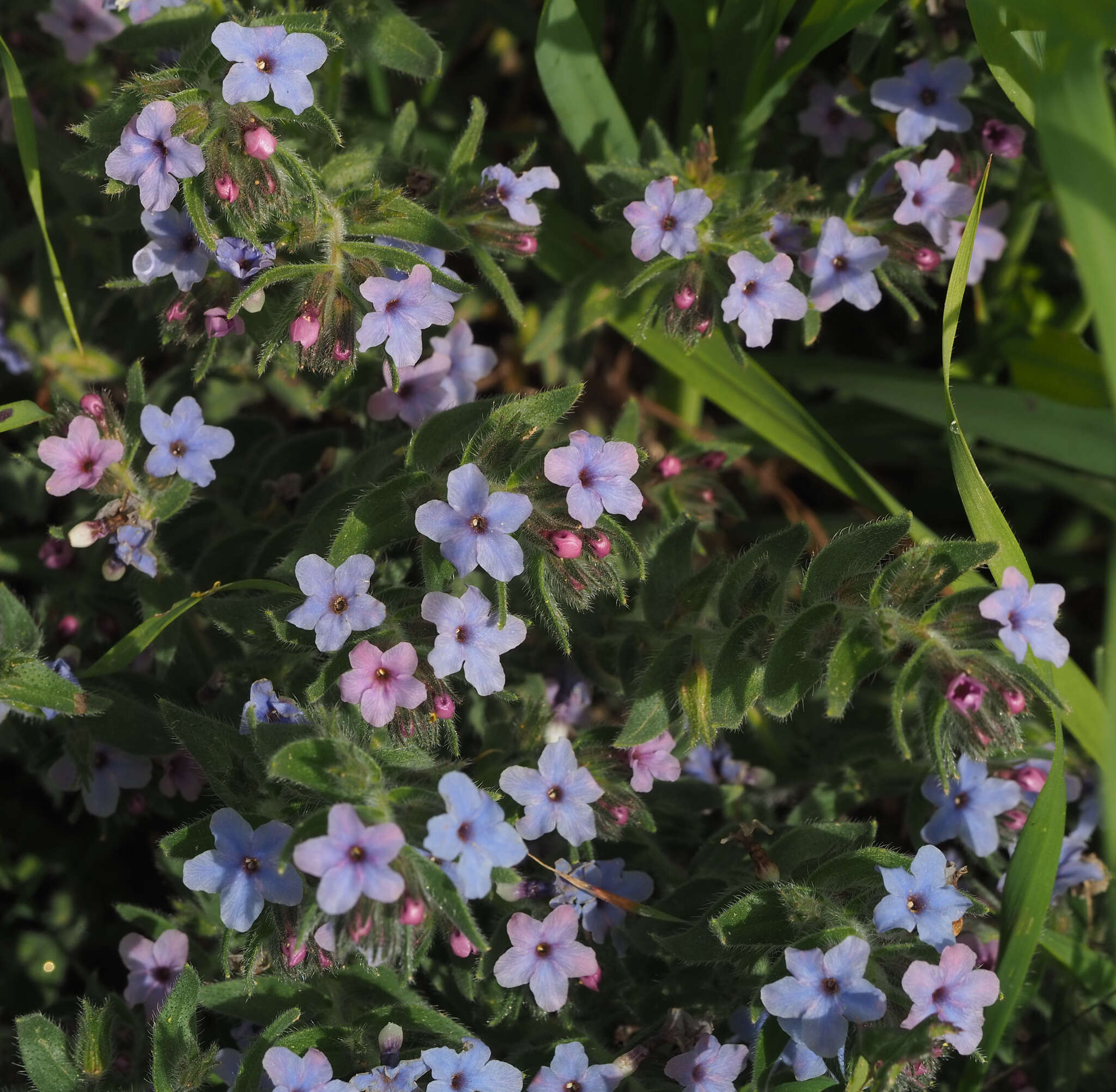 Image of strigose alkanet