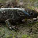 Image of Lake Lerma Salamander