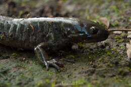 Image of Lake Lerma Salamander