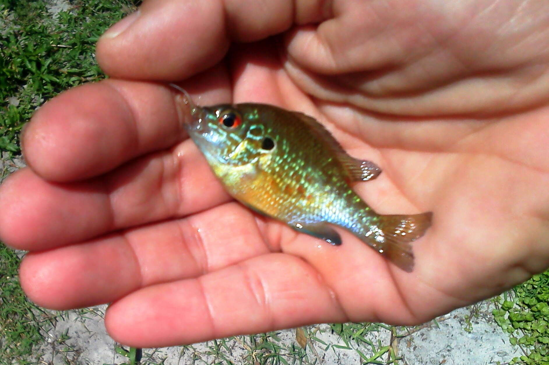 Sivun Lepomis marginatus (Holbrook 1855) kuva