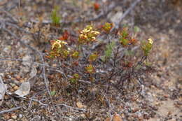 Image de Stylidium breviscapum R. Br.