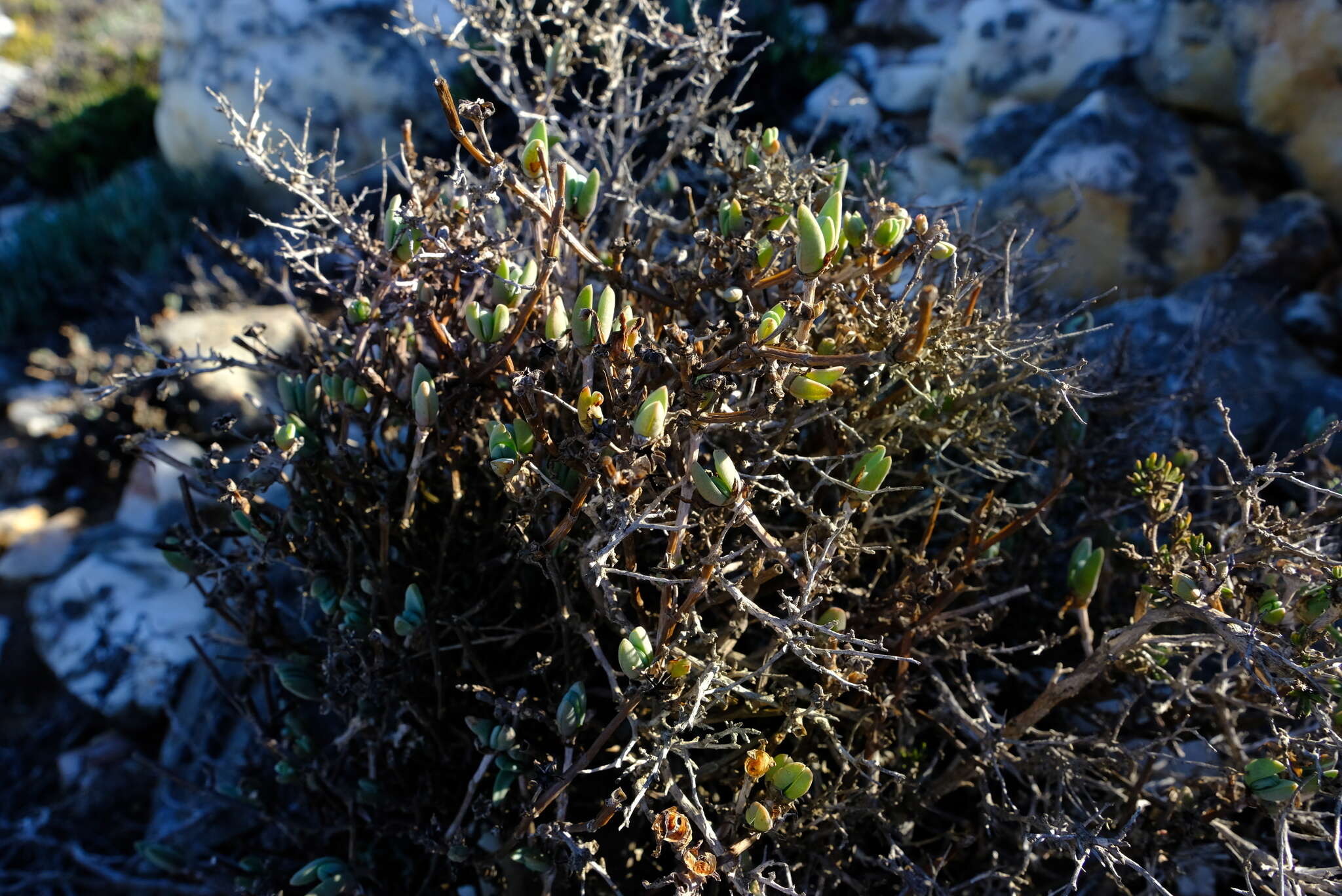 Image of Antimima nordenstamii (L. Bol.) H. E. K. Hartmann