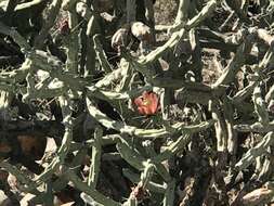 Image of cholla