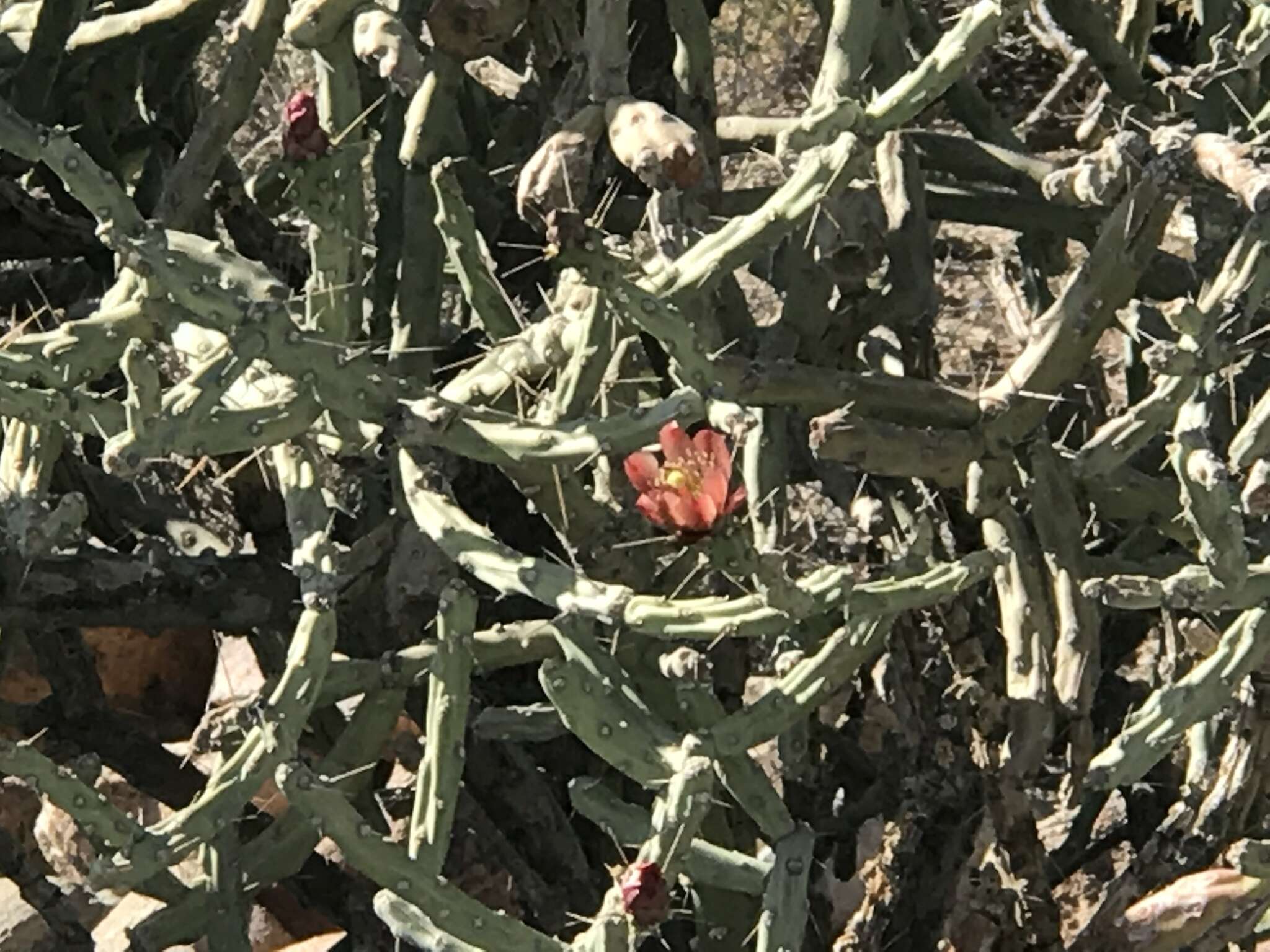 Image de Cylindropuntia vivipara (Rose) F. M. Knuth