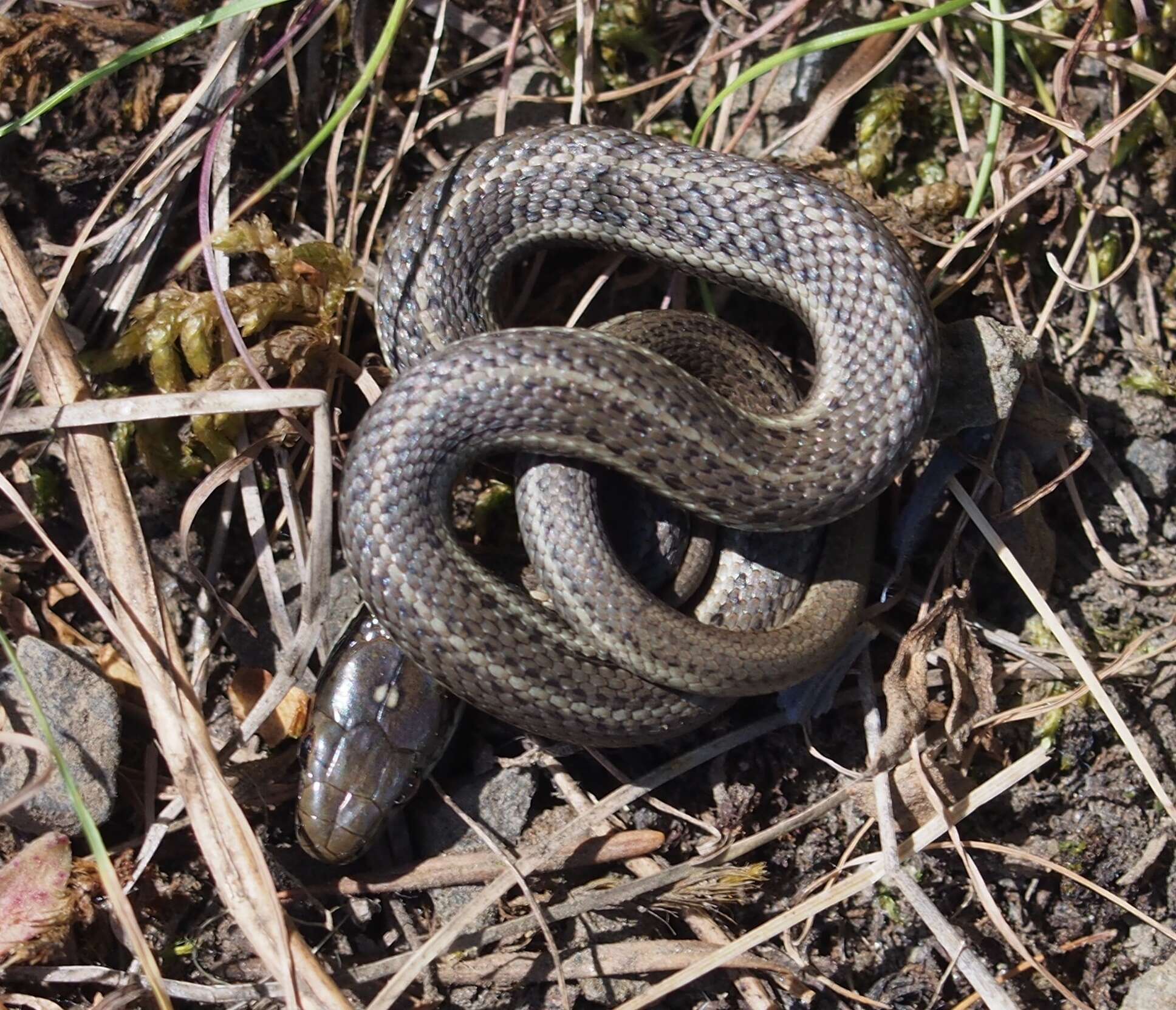 Image of Northwestern Garter Snake