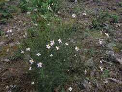 Image of Cosmos landii Sherff