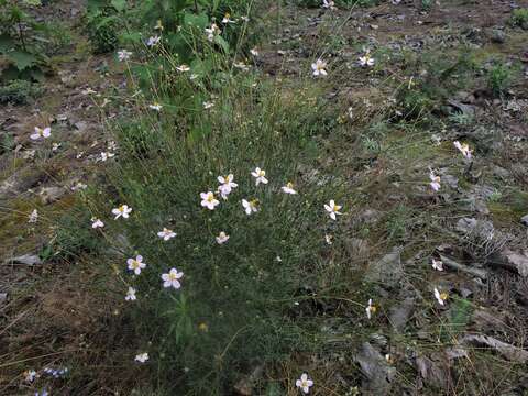 Image of Cosmos landii Sherff