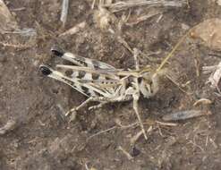 Image of Four-spotted Grasshopper