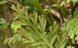 Image of Asplenium theciferum (Kunth) Mett.