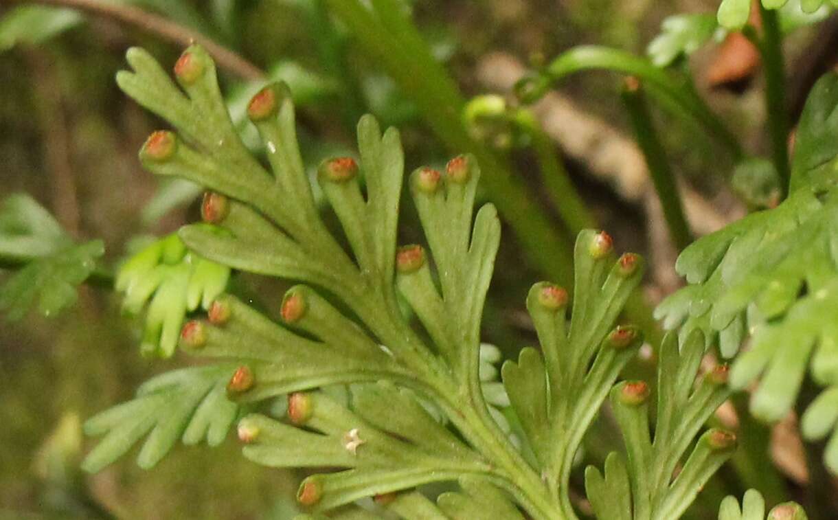 Image of Asplenium theciferum (Kunth) Mett.