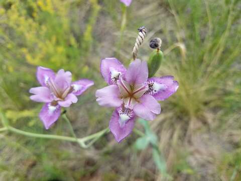 Image of Iris dichotoma Pall.