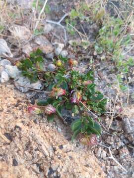 Image of Helianthemum thymiphyllum Svent.