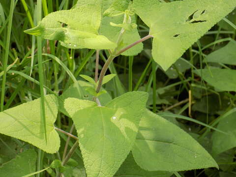 Image of Ageratina deltoidea (Jacq.) R. King & H. Rob.