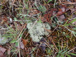 Image de Cladonia evansii Abbayes